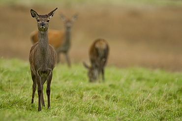 Red Deer (Cervus elaphus) yond hind looking up with hind behind grazing. Isle of Mull, Argyll, Scotland, UK