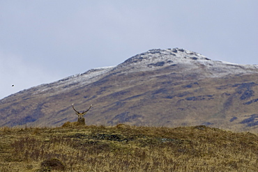 Red Deer (Cervus elaphus) sitting in grass with snow covered mountains in the background. Argyll and the Islands, Scotland, UK