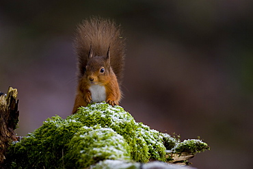 Red Squirrel (Sciurus vulgaris) sitting on mossy branch, with a snow covering some of the moss. Loch Awe, nr Oban, Scotland, UK