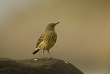 Rock Pipit (Anthus petrosus) standing on rock. Argyll, Scotland, UK