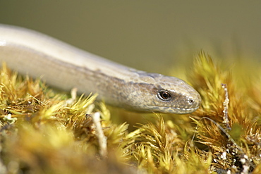 Slow Worm (Anguis fragilis) amongst moss on a rock. Argyll, Scotland, UK