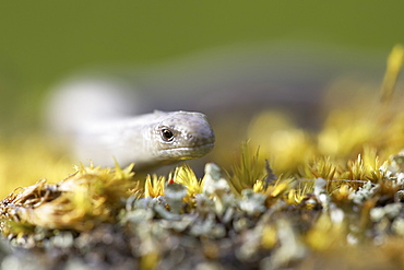 Slow Worm (Anguis fragilis) amongst moss on a rock. Argyll, Scotland, UK