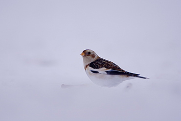 Snow Bunting (Plectrophenax nivalis) perched on snow. highlands, Scotland, UK