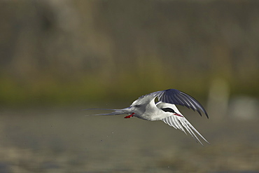 Arctic Tern (Sterna paradisaea) flying  in Oban town centre. Oban, Argyll, Scotland, UK