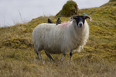 Starling (Sturnus vulgaris) pair standing on back of sheep. Argyll and the Islands, Scotland, UK