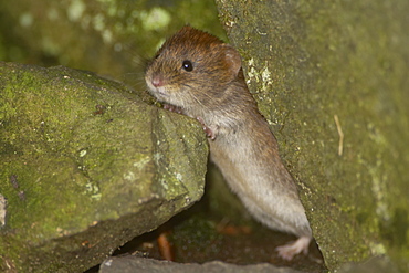 Bank Vole (Clethrionomys glareolus) peering over a rock in a wall, standing on hind legs. Argyll, Scotland, UK