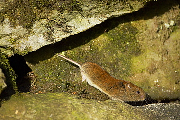 Bank Vole (Clethrionomys glareolus) running along wall, frozen in mid step with high speed shutter speed on a sunny day. Argyll, Scotland, UK