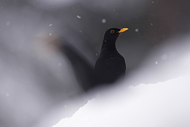 Blackbird (Turdus merula) perched on snow. highlands, Scotland, UK