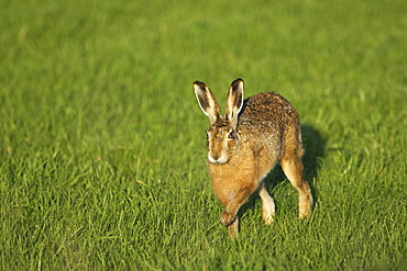 Brown Hare (Lepus capensis) running photographed mid stride in a grassy meadow, head on.. Argyll, Scotland, UK