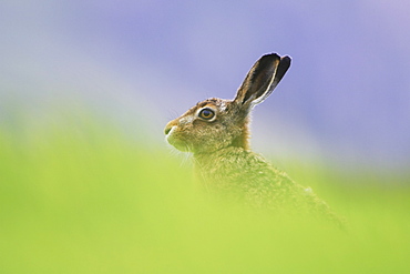 Brown Hare (Lepus capensis) resting in a grassy meadow. Argyll, Scotland, UK