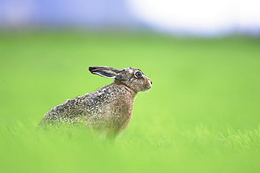 Brown Hare (Lepus capensis) resting in a grassy meadow. Argyll, Scotland, UK