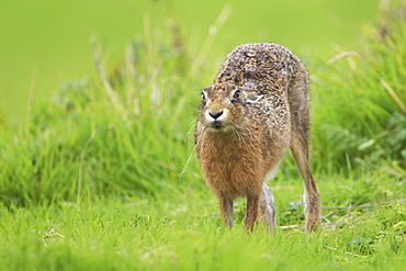 Brown Hare (Lepus capensis) stretching in a grassy meadow. Argyll, Scotland, UK