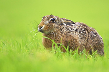 Brown Hare (Lepus capensis) resting in a grassy meadow. Argyll, Scotland, UK