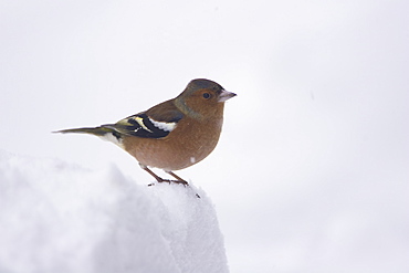 Chaffinch (Fringilla coelebs) male perched on snow. highlands, Scotland, UK