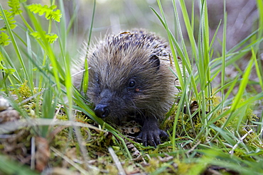 Hedgehog (Erinaceus europaeus) walking in grass Hedgehog (Erinaceus europaeus) walking in grass . Argyll, Scotland, UK