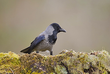 Hooded Crow (Corvus corone corone) standing on grass and moss. Argyll, Scotland, UK