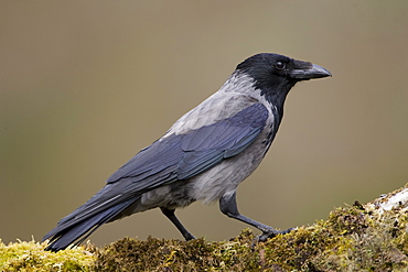 Hooded Crow (Corvus corone corone) standing on grass and moss. Argyll, Scotland, UK