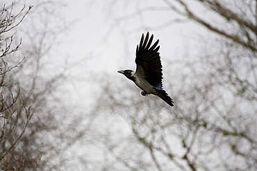 Hooded Crow (Corvus corone corone) flying to through trees. Argyll, Scotland, UK