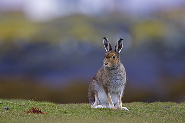 Irish Hare (Lepus timidus, sub species hibernicus) grazing on a coastal grassy knoll. Argyll and the Islands, Scotland, UK