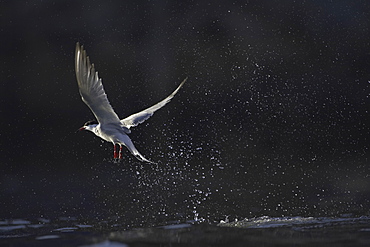 Common Tern (Sterna hirundo) emerging from water after a fishing dive. Oban, Argyll, Scotland, UK   (rr). 