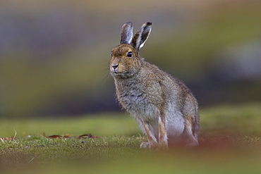 Irish Hare (Lepus timidus, sub species hibernicus) grazing on a coastal grassy knoll. Argyll and the Islands, Scotland, UK