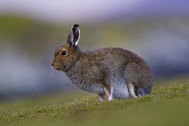 Irish Hare (Lepus timidus, sub species hibernicus) grazing on a coastal grassy knoll. Argyll and the Islands, Scotland, UK