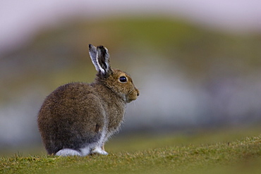 Irish Hare (Lepus timidus, sub species hibernicus) grazing on a coastal grassy knoll. Argyll and the Islands, Scotland, UK