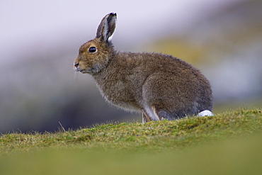 Irish Hare (Lepus timidus, sub species hibernicus) grazing on a coastal grassy knoll. Argyll and the Islands, Scotland, UK