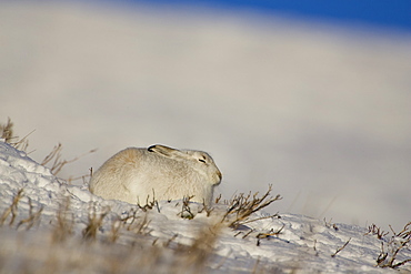 Mountain Hare (Lepus timidus) lying in snow with heather poking through snow, eyes closed. highlands, Scotland, UK