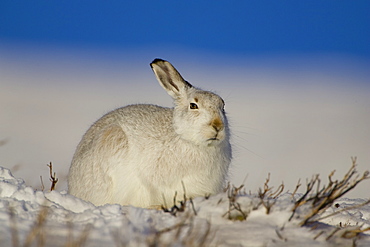 Mountain Hare (Lepus timidus) lying in snow with heather poking through snow. Hare has ear up listening. highlands, Scotland, UK