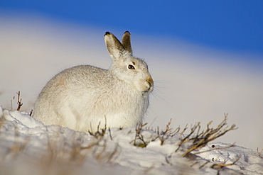 Mountain Hare (Lepus timidus) lying in snow with heather poking through snow. Hare has ear up listening. highlands, Scotland, UK