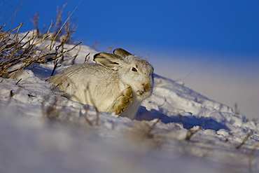 Mountain Hare (Lepus timidus) scratching ear and cleaning itself while lying in snow with heather poking through snow. highlands, Scotland, UK