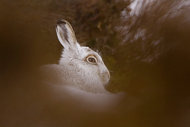 Mountain Hare (Lepus timidus) lying in snow with heather poking through snow. highlands, Scotland, UK