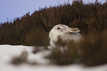 Mountain Hare (Lepus timidus) lying in snow with heather poking through snow. highlands, Scotland, UK