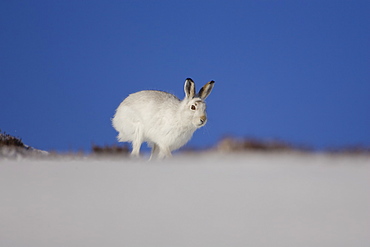 Mountain Hare (Lepus timidus) running in snow with heather poking through snow. highlands, Scotland, UK