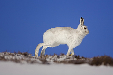 Mountain Hare (Lepus timidus) running in snow with heather poking through snow. highlands, Scotland, UK