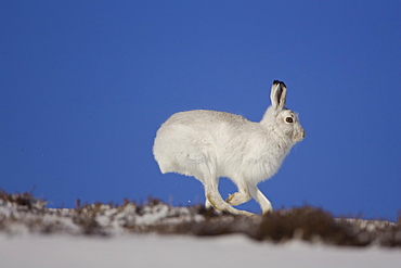 Mountain Hare (Lepus timidus) running in snow with heather poking through snow. highlands, Scotland, UK