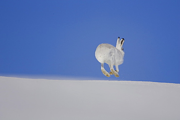 Mountain Hare (Lepus timidus) running in snow with bright blue sky as background. highlands, Scotland, UK