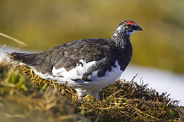 Ptarmigan (Lagopus mutus) male standing in long grass, in summer and winter plumage. Highlands, Scotland, UK