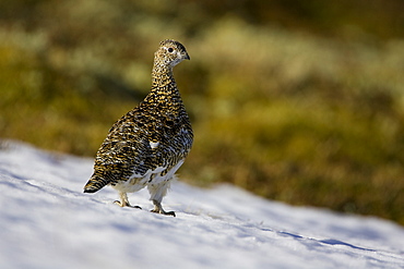 Ptarmigan (Lagopus mutus) female standing on snow in winter and summer plumage. Highlands, Scotland, UK