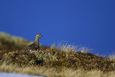 Ptarmigan (Lagopus mutus) female sitting hidden in long grass, in summer and winter plumage, blue sky in background. Highlands, Scotland, UK