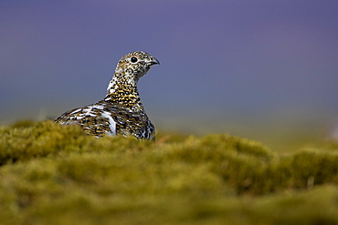 Ptarmigan (Lagopus mutus) female sitting hidden in long grass, in summer and winter plumage. Highlands, Scotland, UK