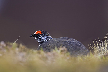 Ptarmigan (Lagopus mutus) male sitting hidden in long grass, in summer and winter plumage. Highlands, Scotland, UK