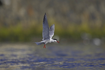 Common Tern (Sterna hirundo) flying with fish in mouth in Oban town centre while fishing. Oban, Argyll, Scotland, UK