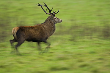 Red Deer (Cervus elaphus) running, taken with slow shutter speed to give sense of movement and speed. Isle of Mull, Argyll, Scotland, UK