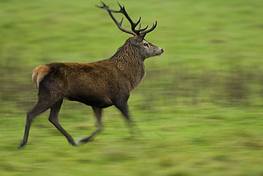 Red Deer (Cervus elaphus) running, taken with slow shutter speed to give sense of movement and speed. Isle of Mull, Argyll, Scotland, UK