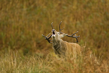 Red Deer (Cervus elaphus) stag roaring. Isle of Mull, Argyll, Scotland, UK