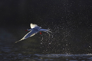 Common Tern (Sterna hirundo) flying in Oban town centre while fishing, just after emerging from a fishing dive. Oban, Argyll, Scotland, UK   (rr). 