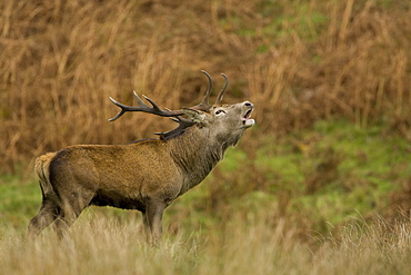 Red Deer (Cervus elaphus) stag standing in long grass roaring, side on view. Isle of Mull, Argyll, Scotland, UK