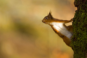 Red Squirrel (Sciurus vulgaris) standing on the edge of a mossy tree. Loch Awe, nr Oban, Scotland, UK